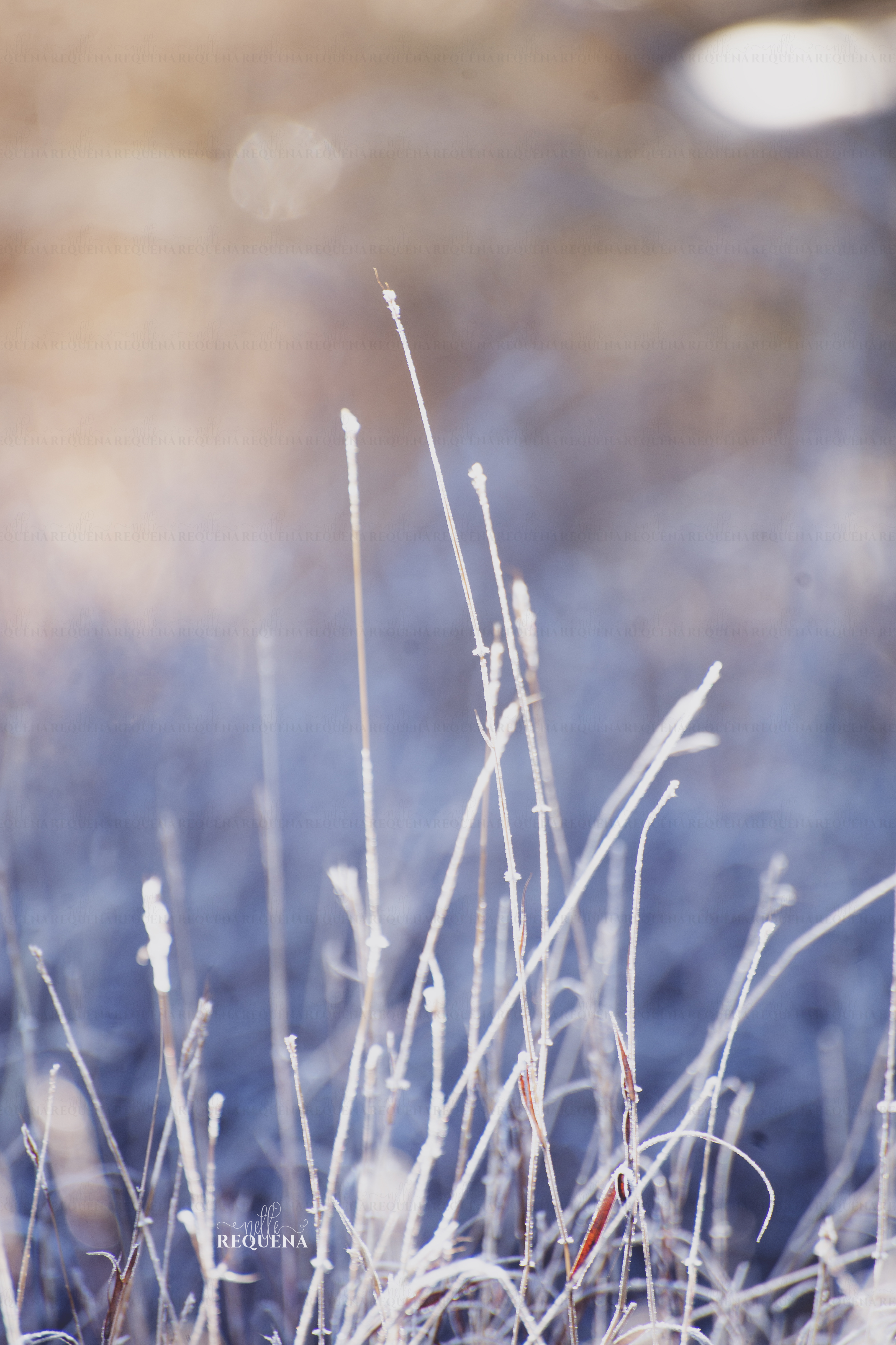 Through My Lens: January