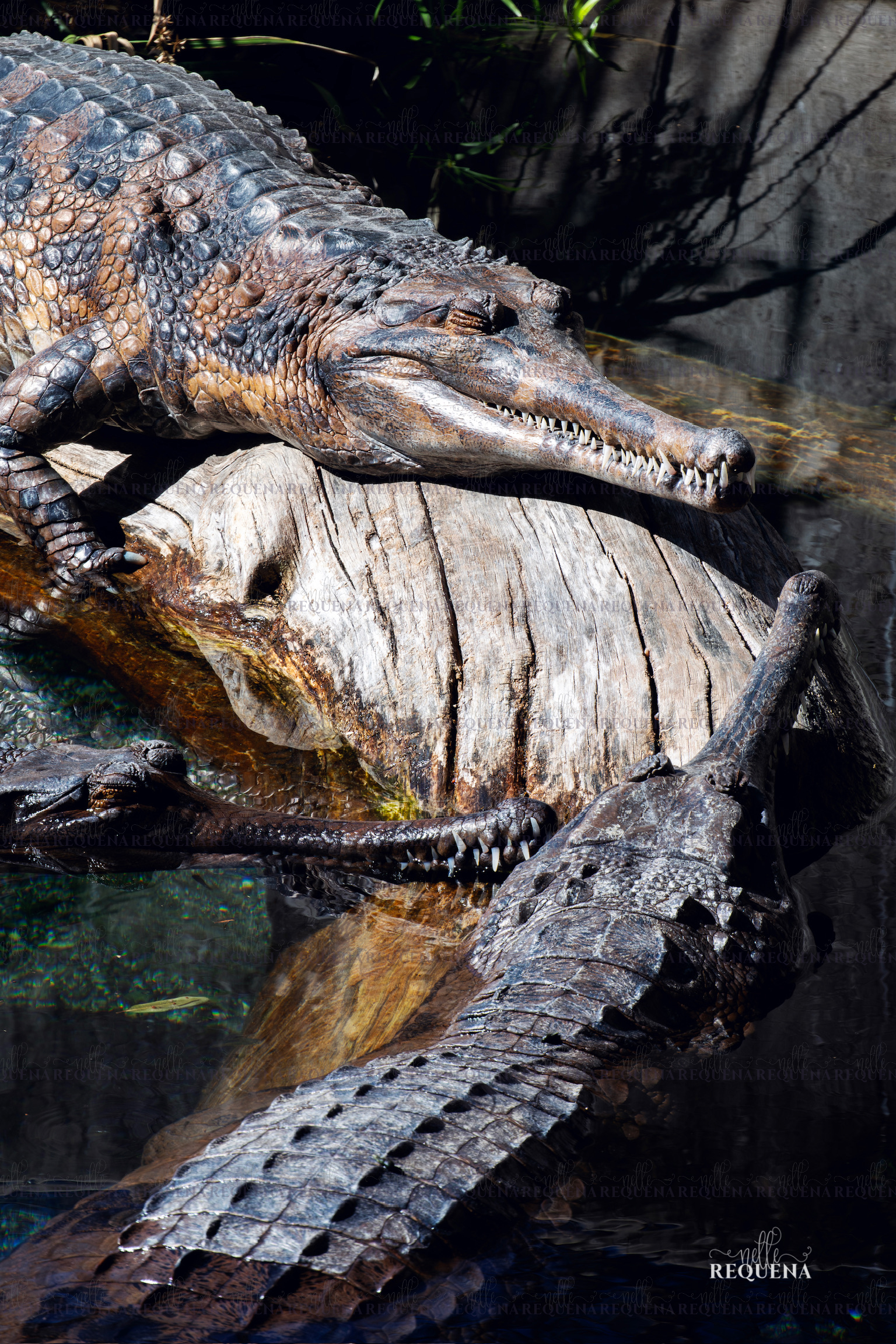 February at the Zoo