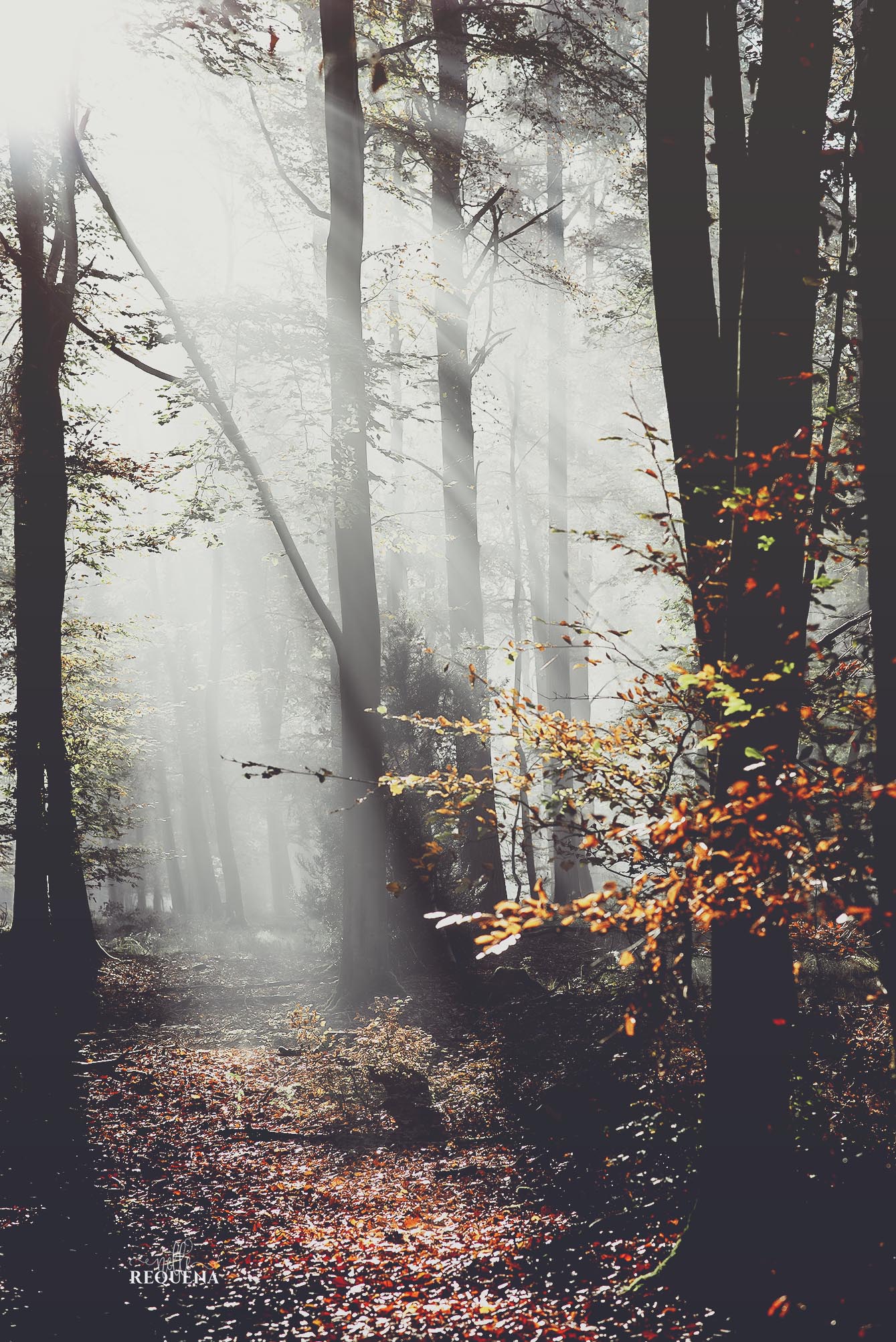 FOREST LIGHT