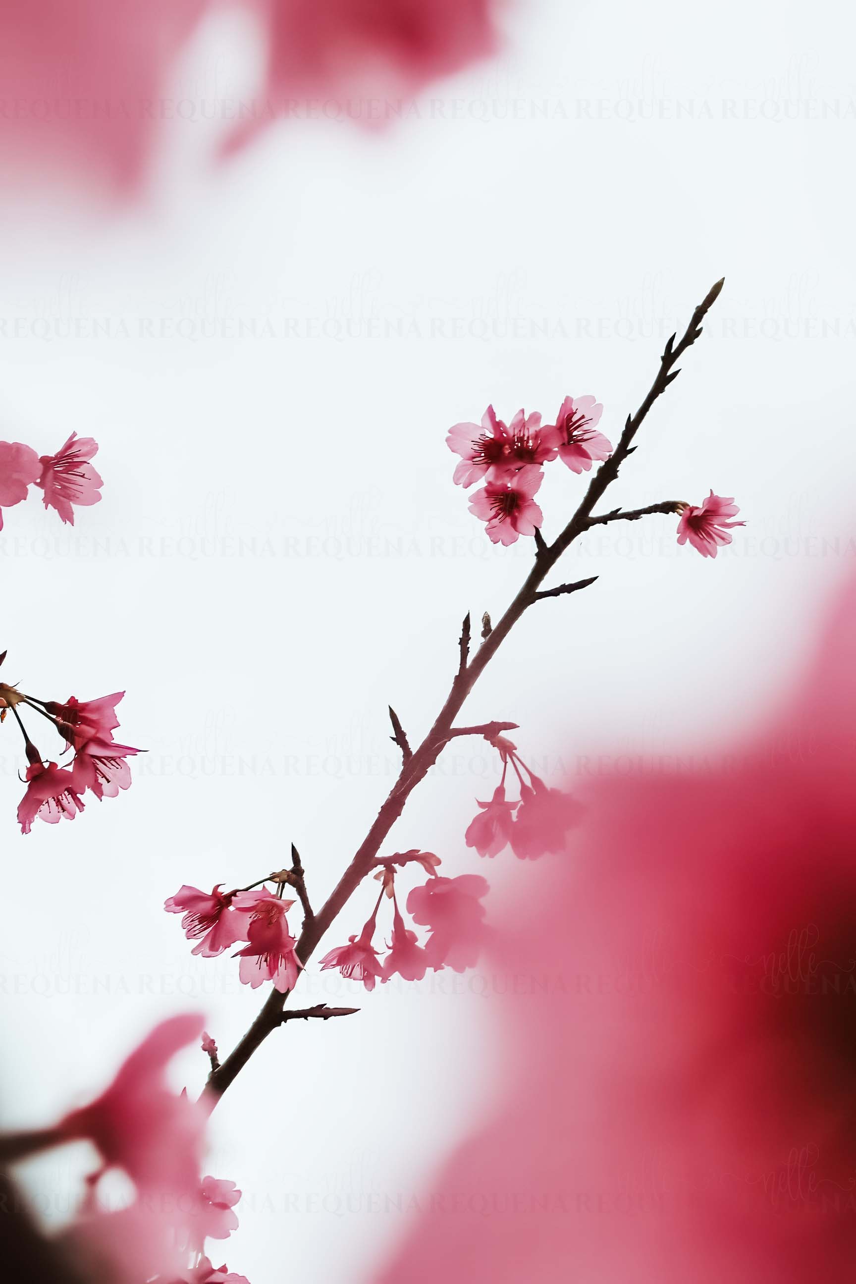 Cherry Blossom
