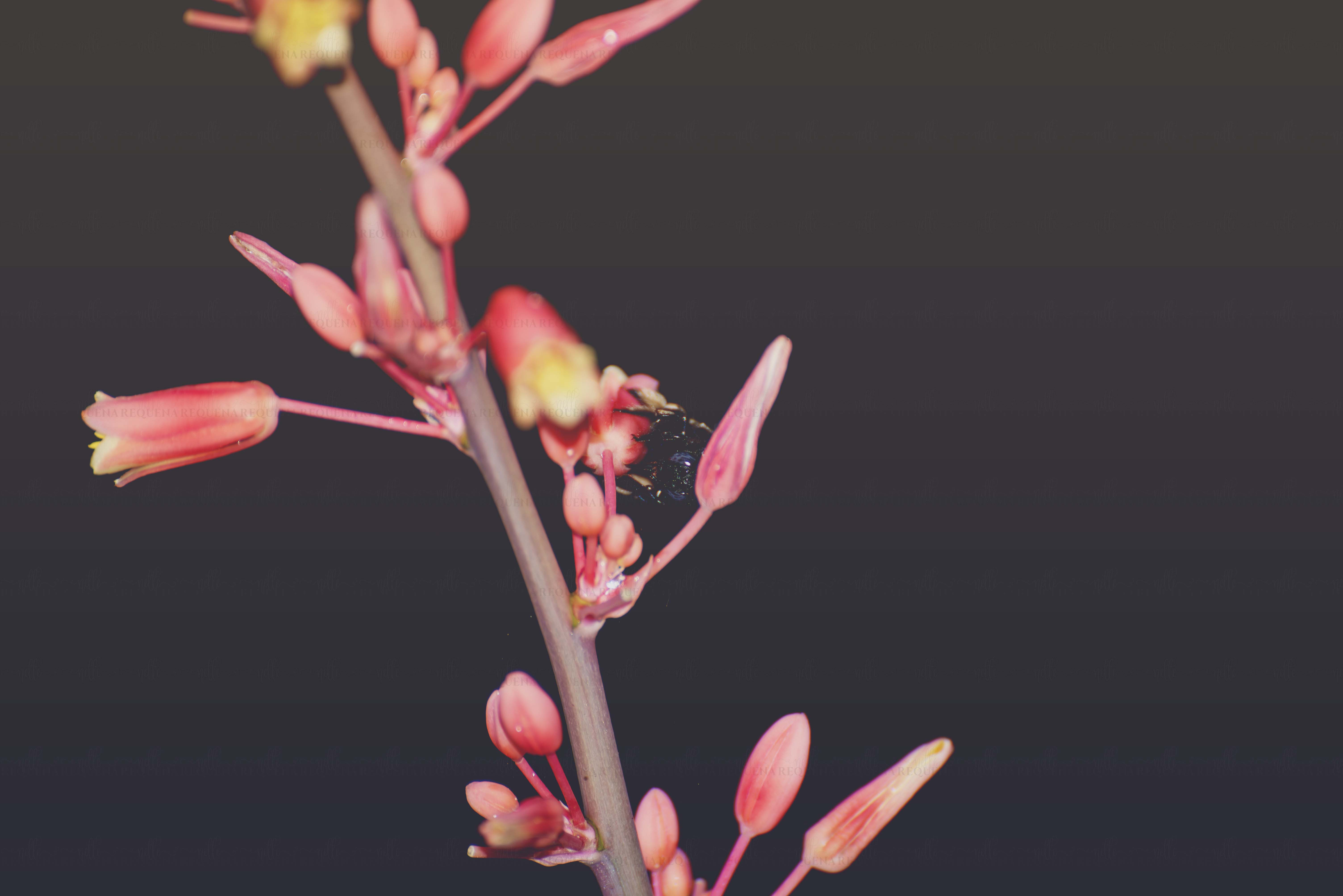 Red Yucca – spring