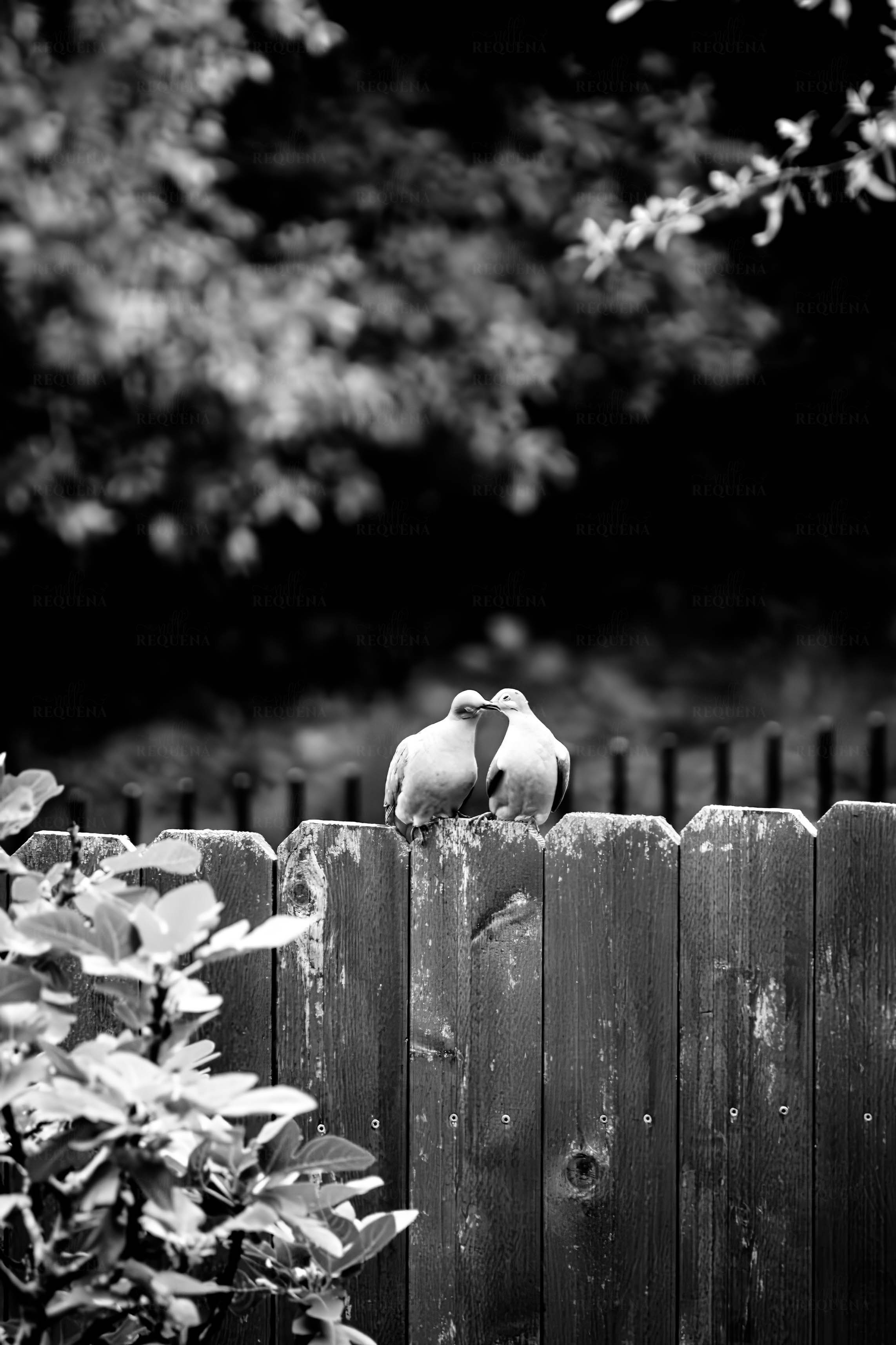 Bird Love