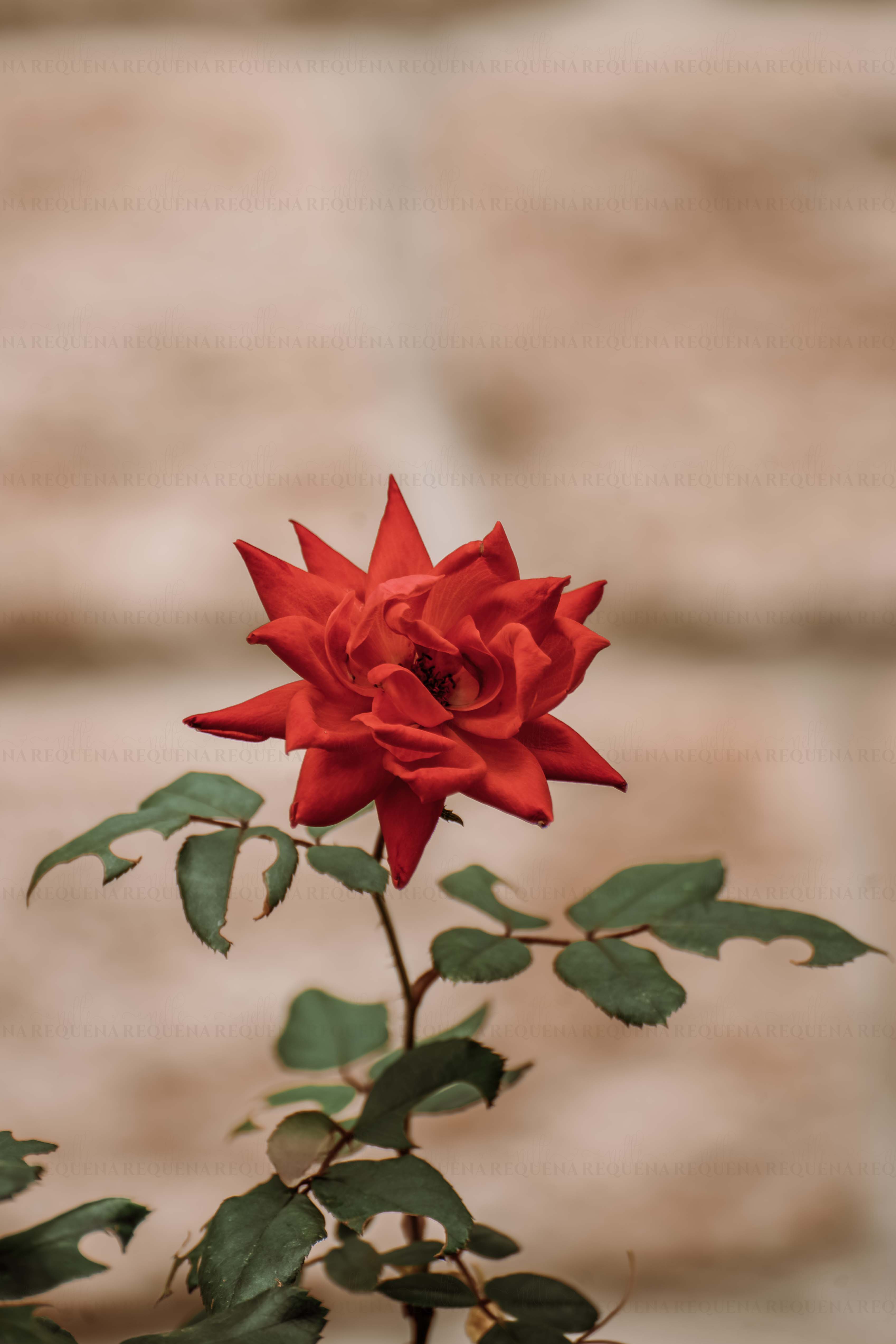 Red Roses