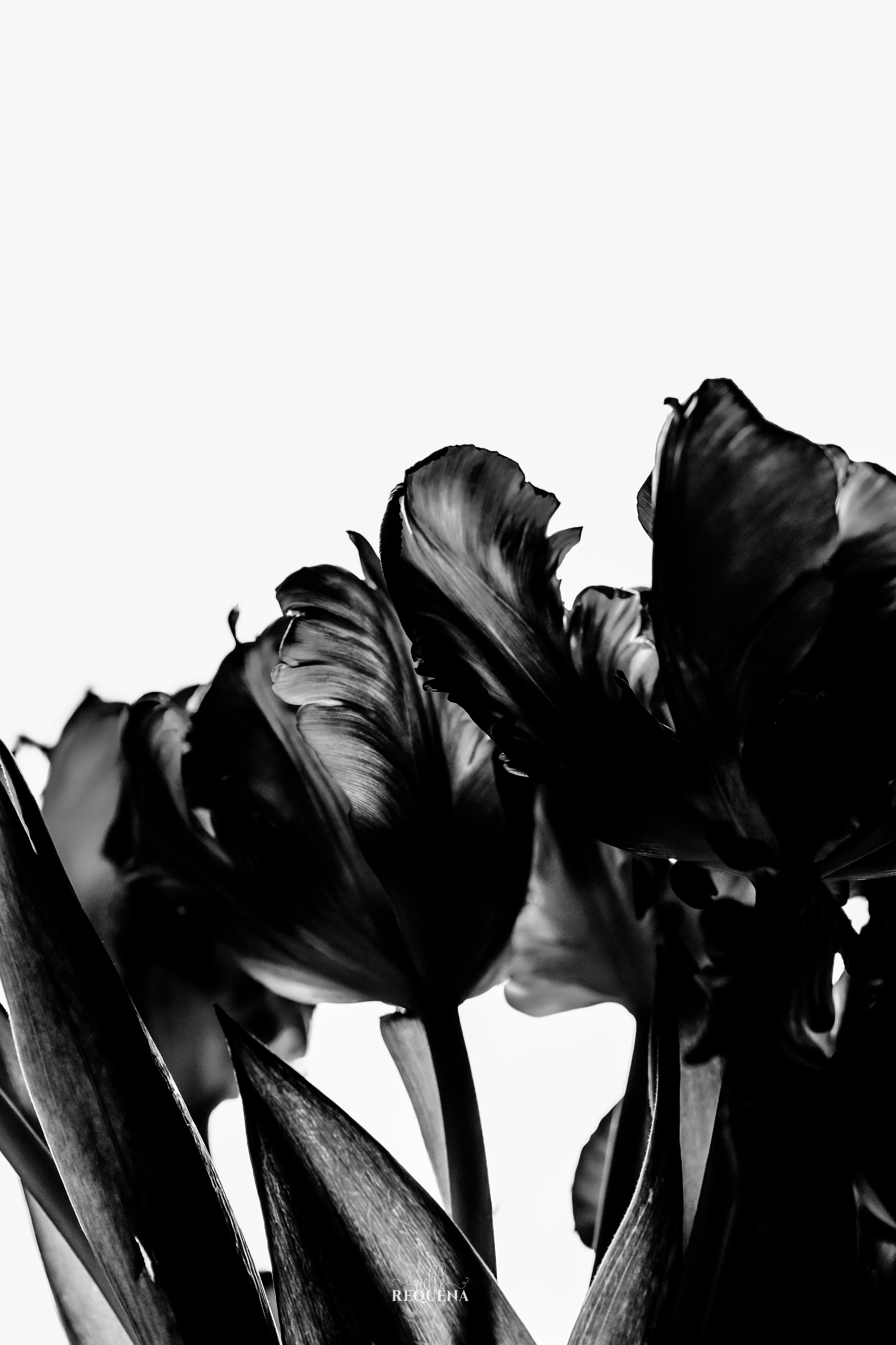 Tulips – B&W