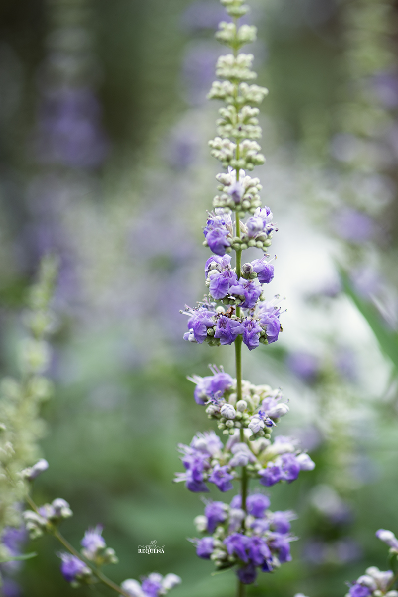 Whispers of Violet