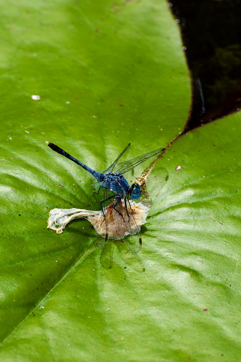 Dragonfly