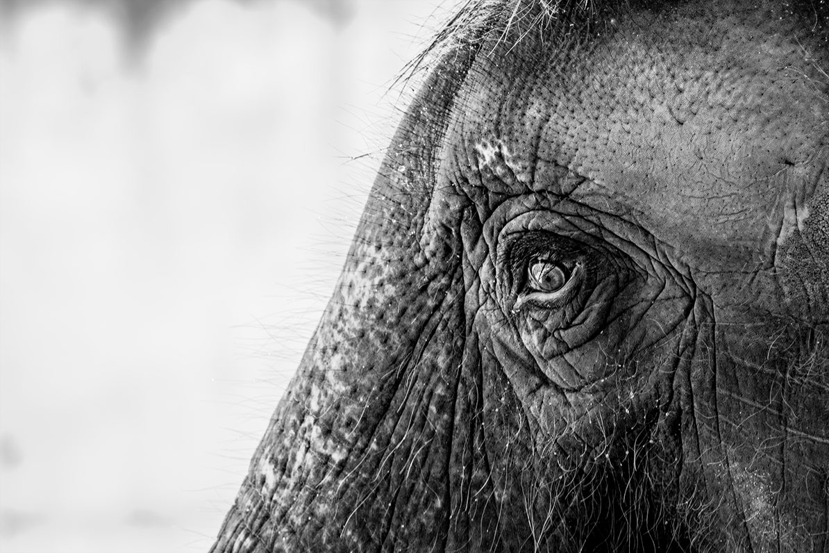 The Gaze