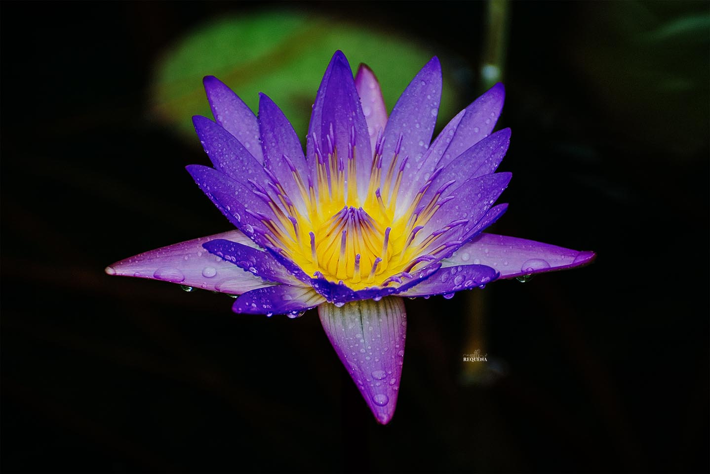 Water lilly
