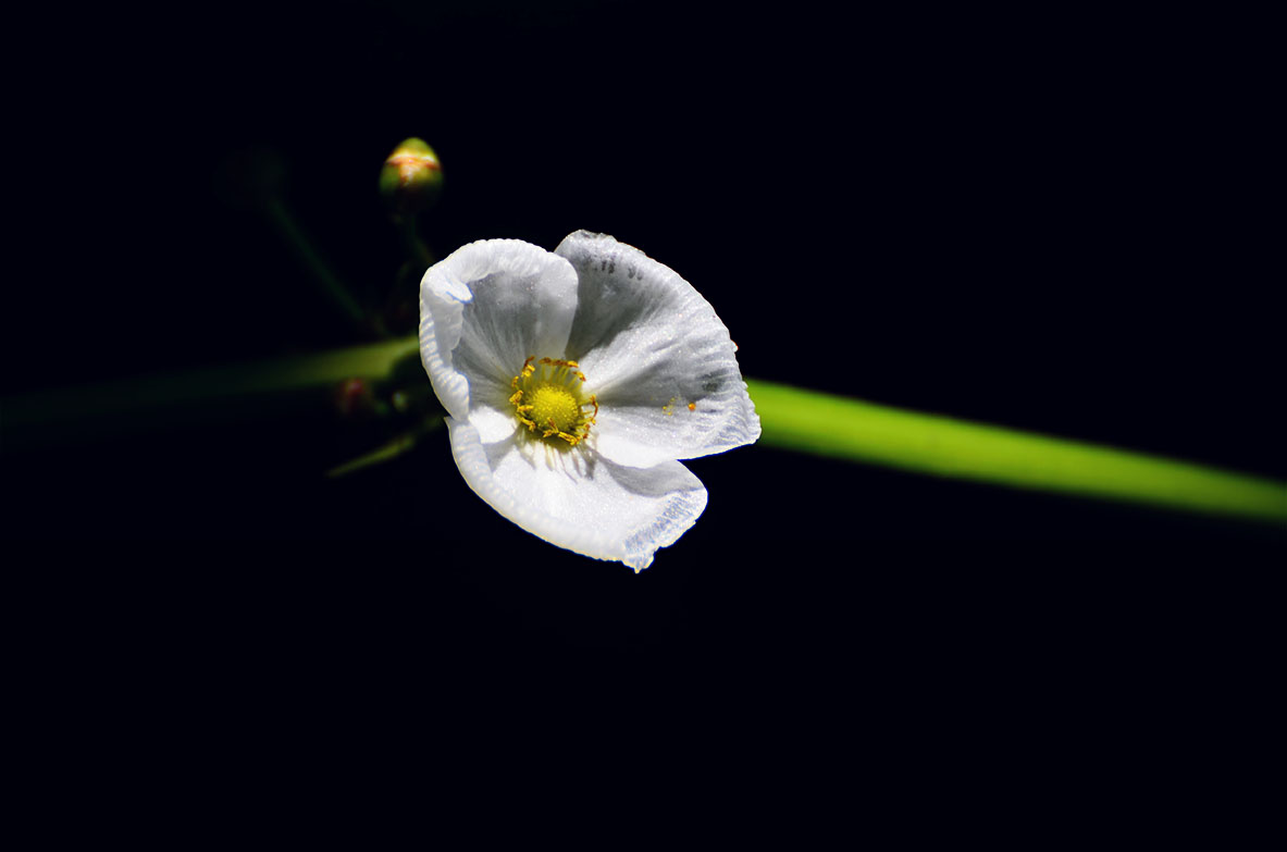 White Petals