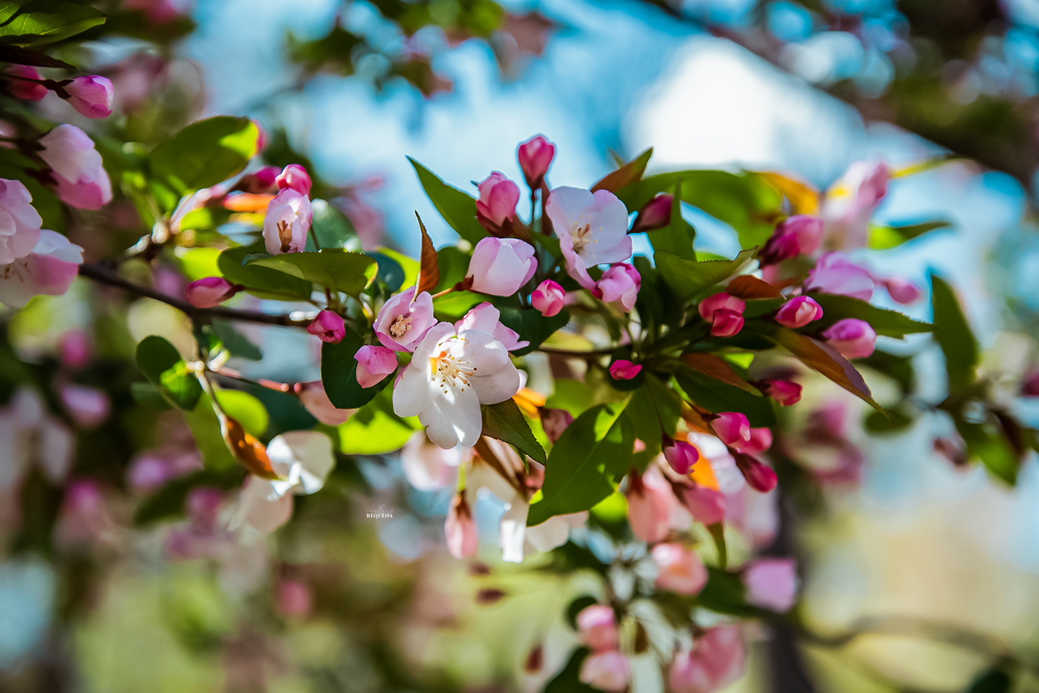 Softly In Bloom