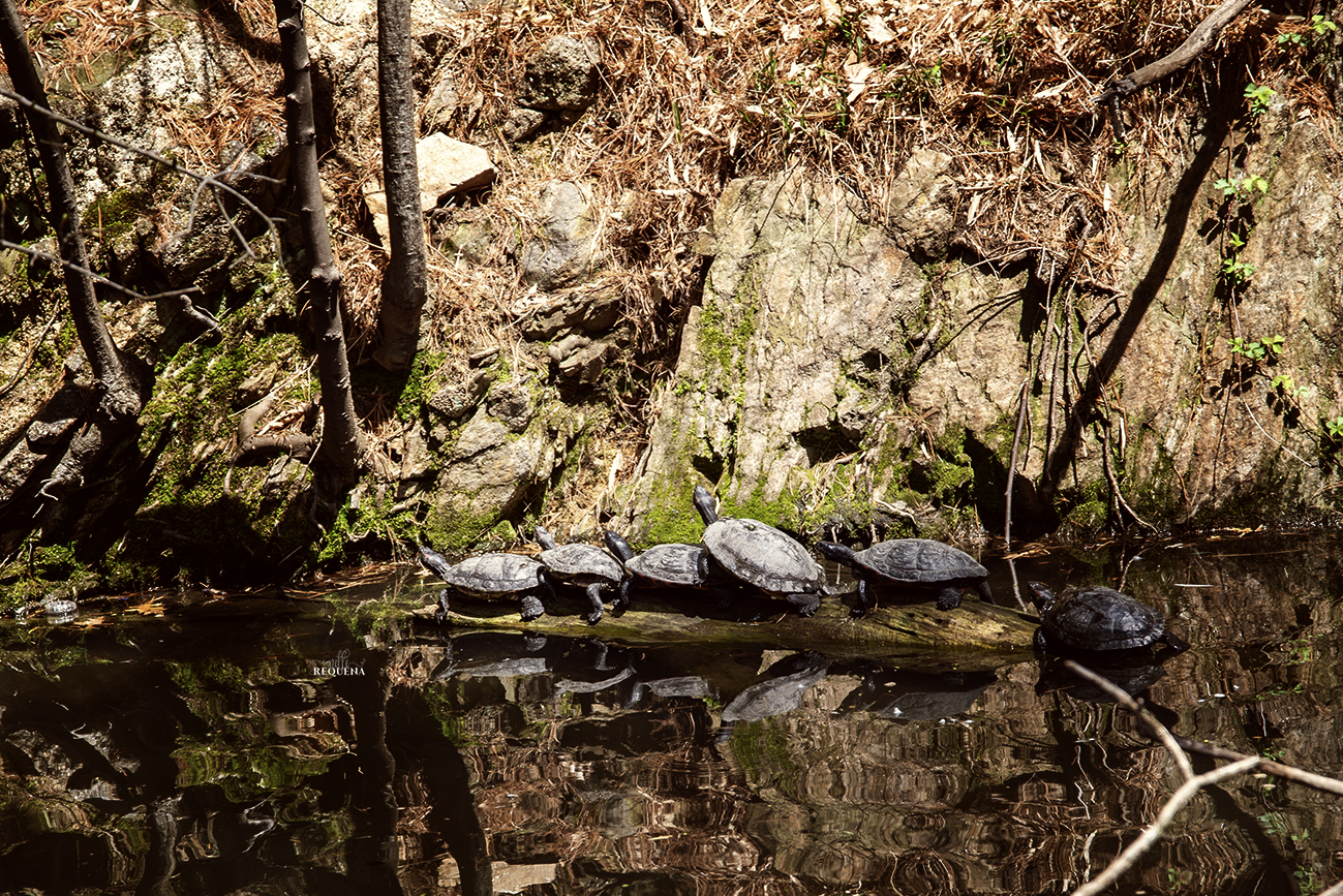follow the leader