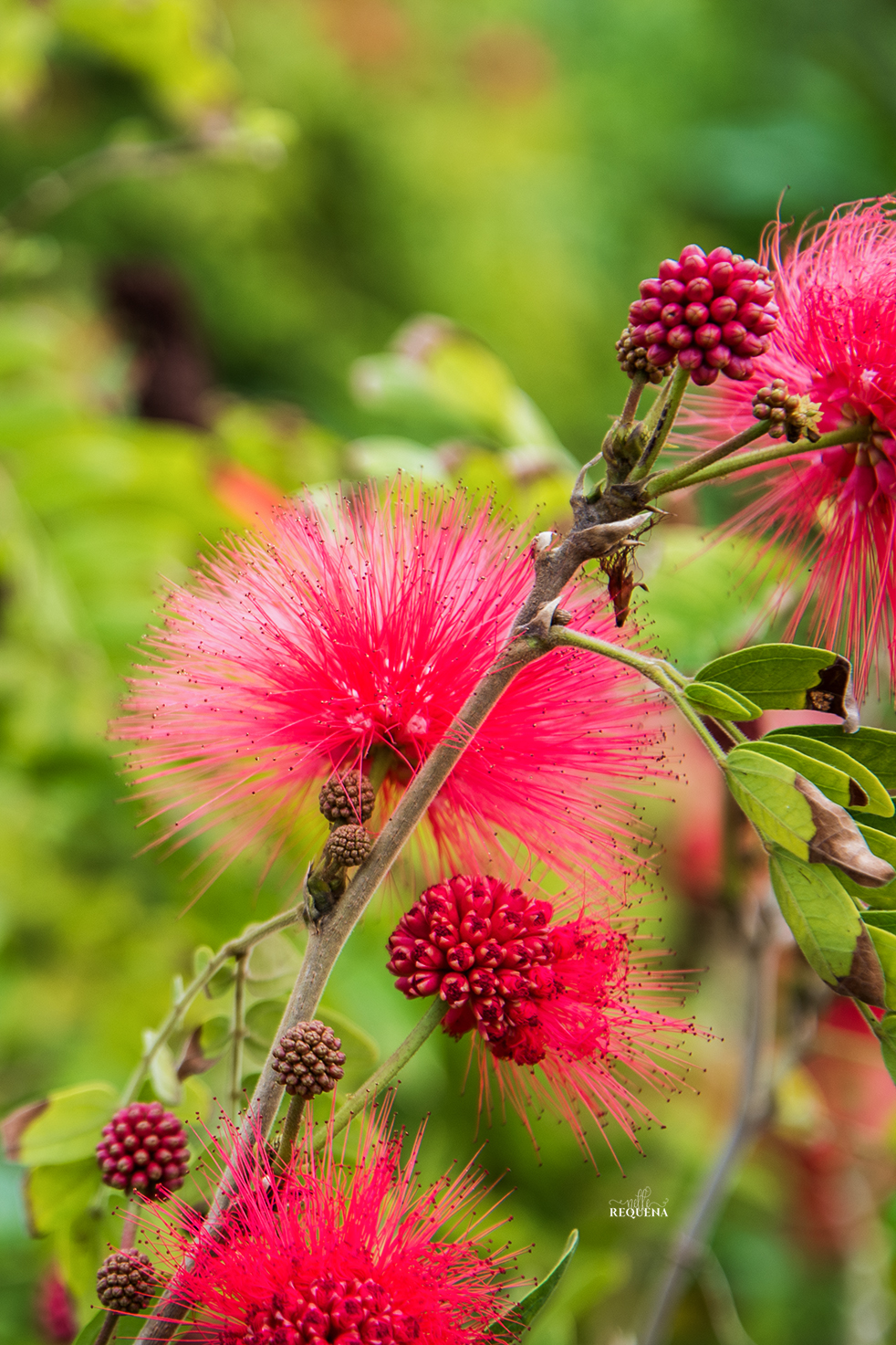 Wild Bloom