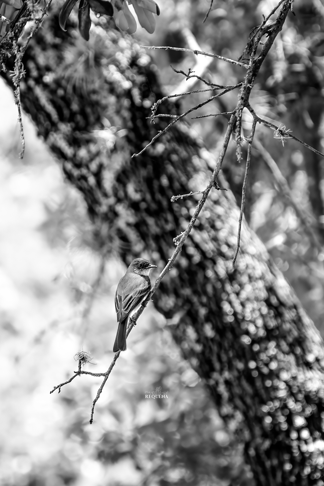 Perched