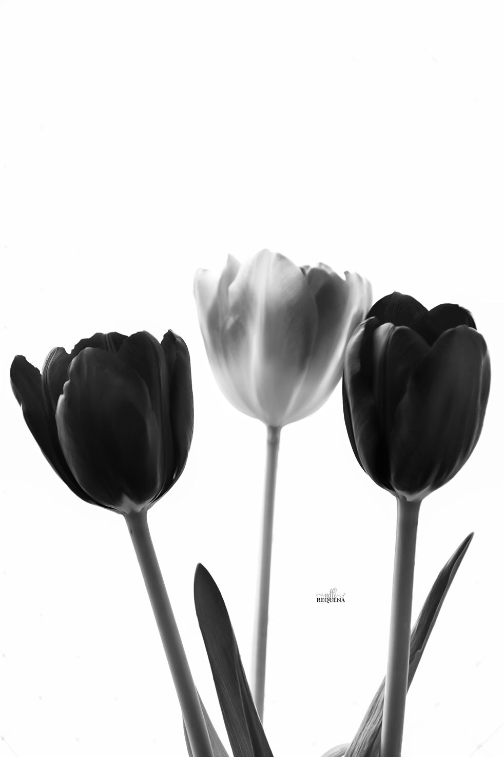 In Contrast