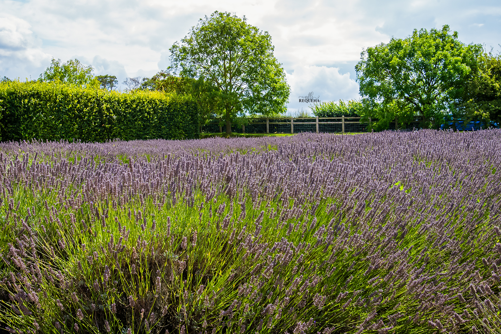 Lavender Sea