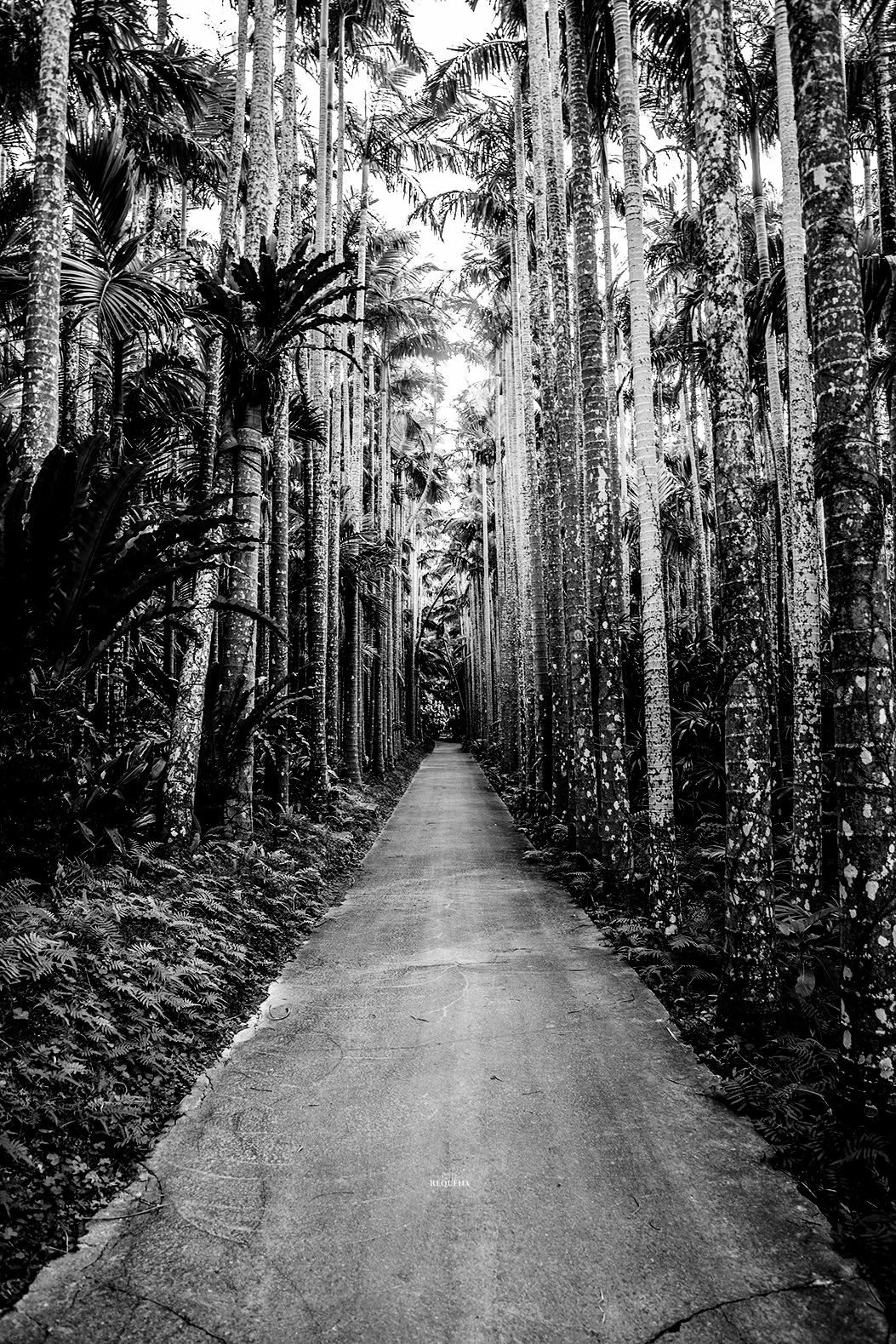 The Path