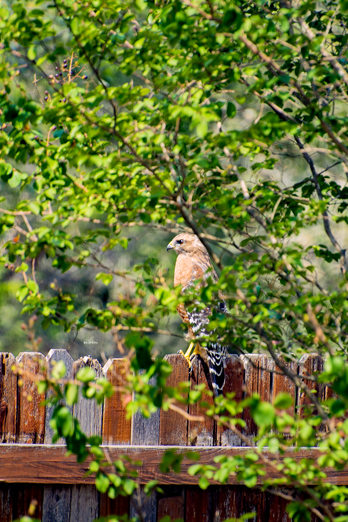 The Watcher